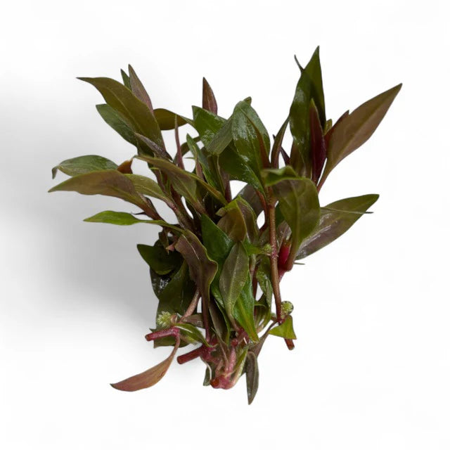 Alternanthera reineckii "mini"