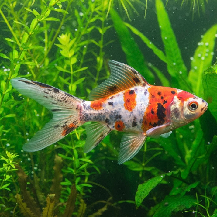 Shubukin Goldfish 5cm