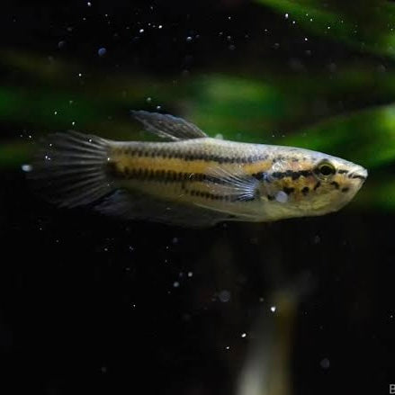 Betta Picta Wild Pair 3cm