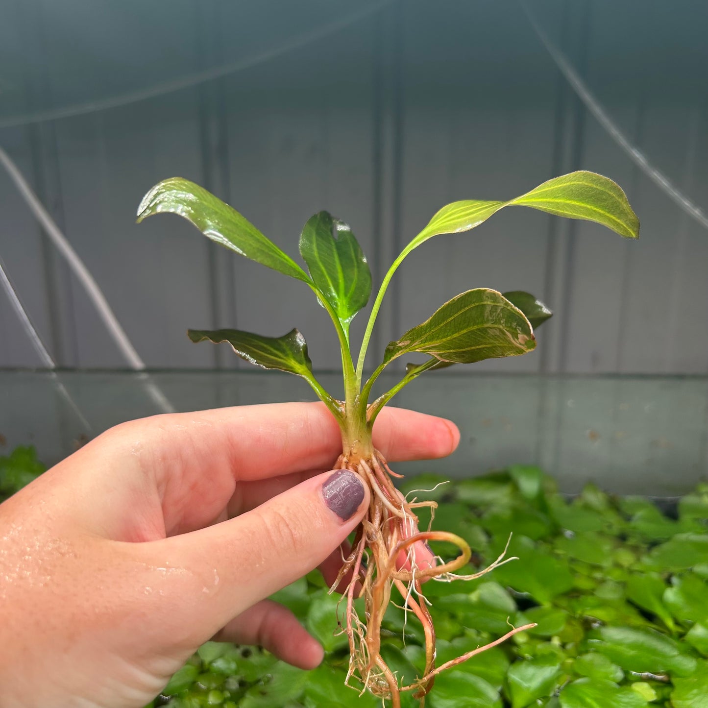 Echinodorus Apart RARE ★