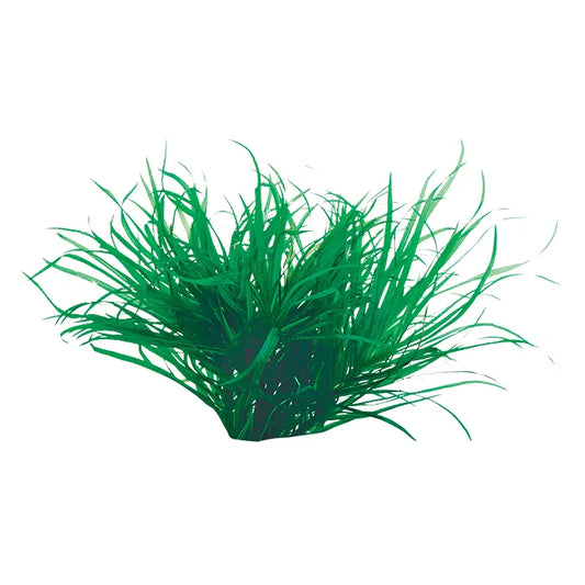 Blyxa Japonica