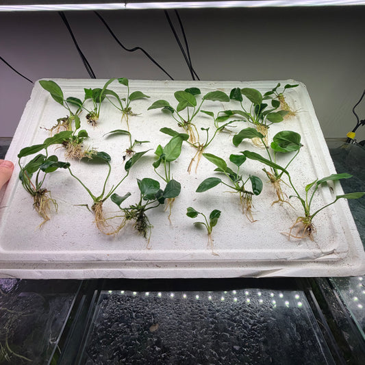 18x Anubias Plant Pack *FREE POST*