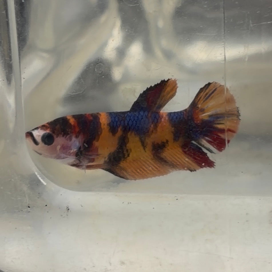 Halfmoon Koi Betta Female 3.5cm (Random Selection)