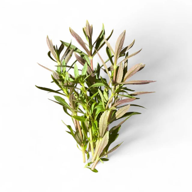 Limnophilia aromatica