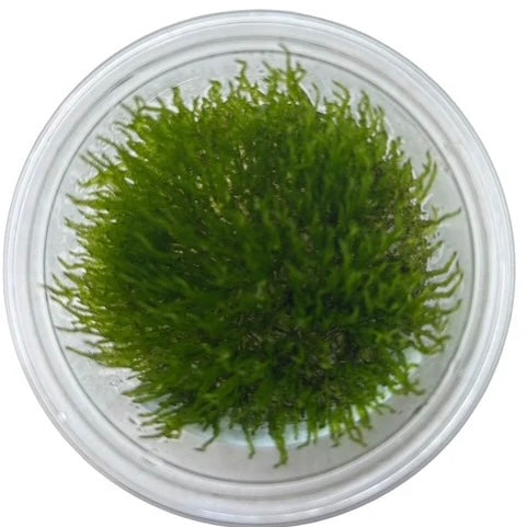 Taxiphyllum 'Flame moss' Tissue Culture
