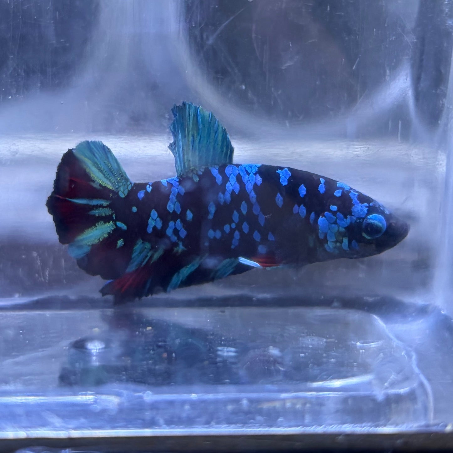 Blue Avatar Male Betta 3.5cm (D)