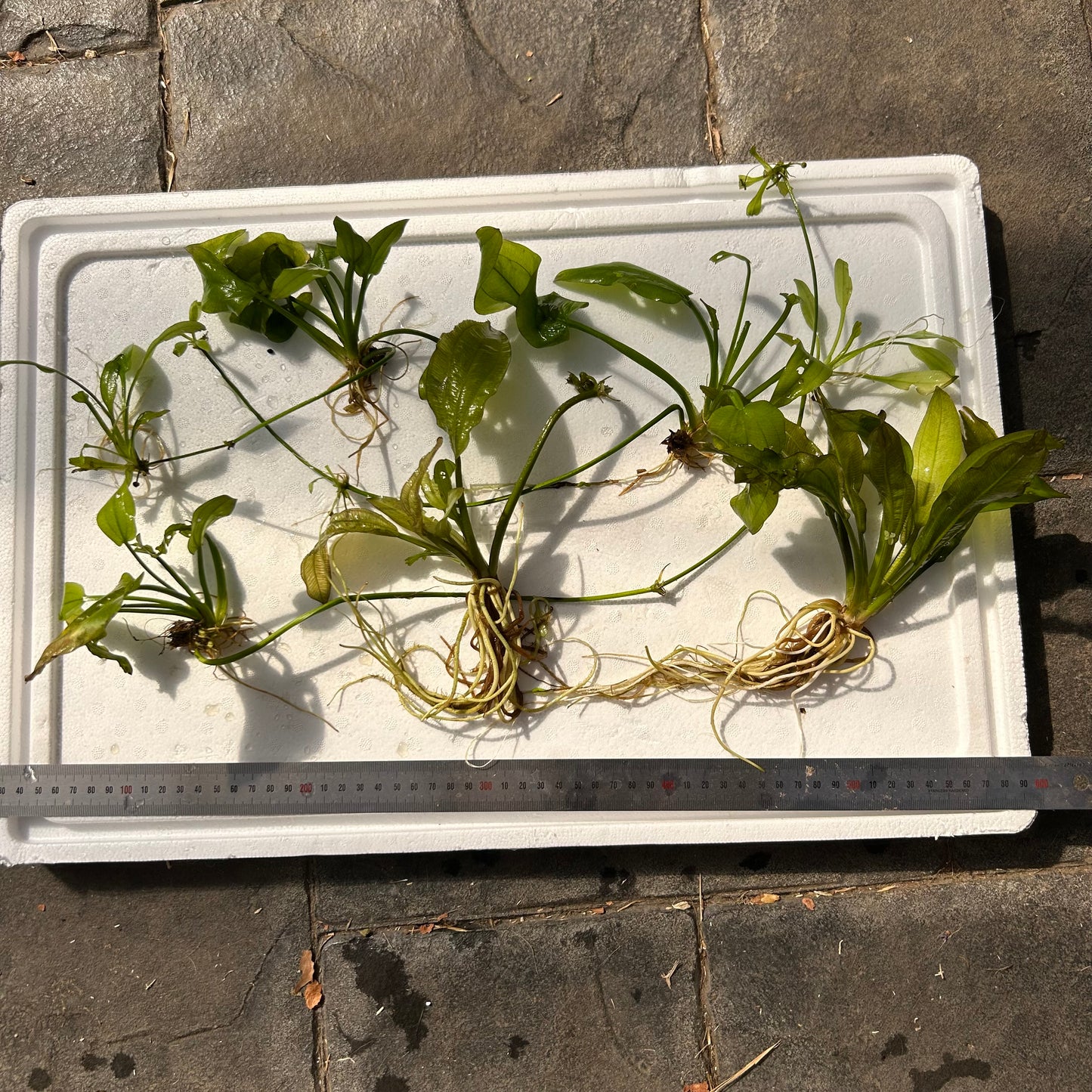 5x Assorted Mother Plant Echinodorus