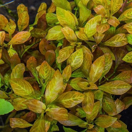 Ludwigia ovalis
