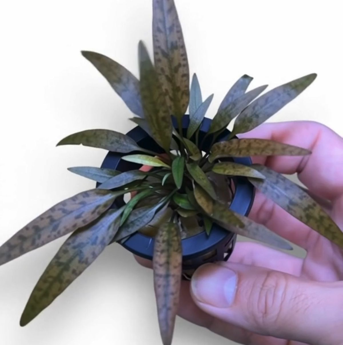 Crypt Axelrodi Potted (WA Only)