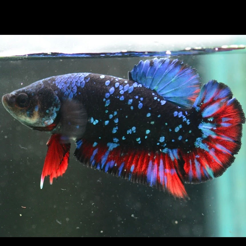 Blue Avatar Halfmoon Plakat Male Betta 4cm