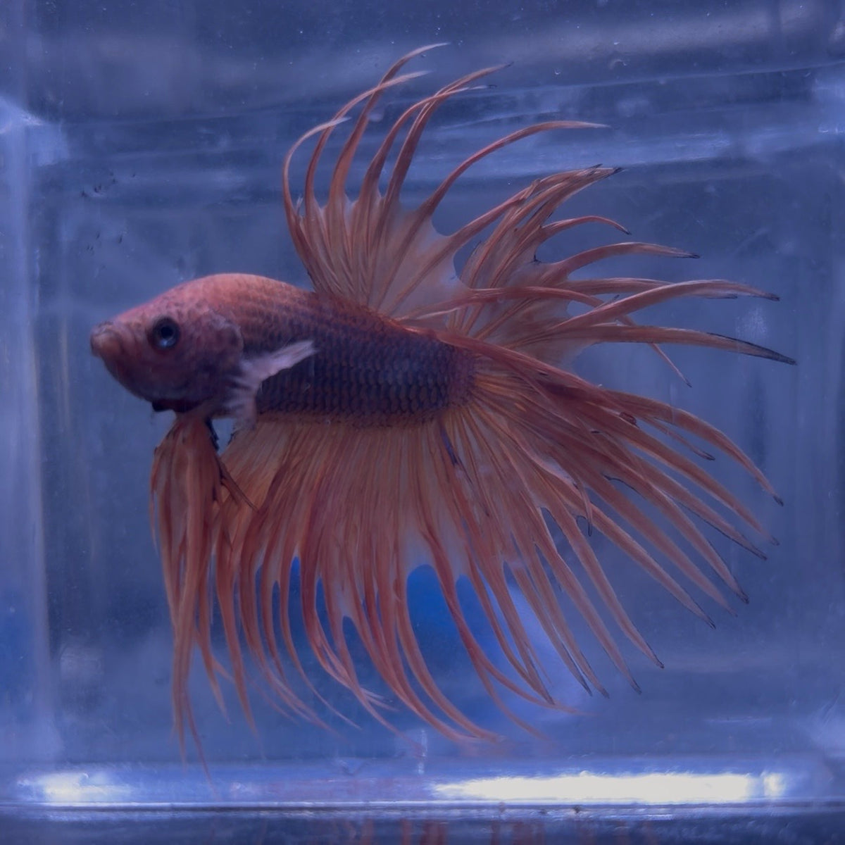 Fancy Crowntail Male Betta 3.5cm (F)