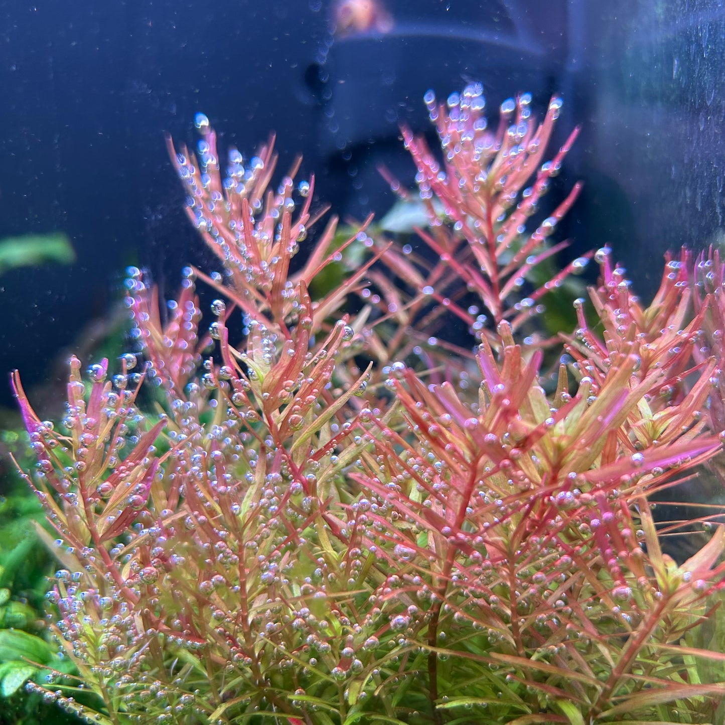 Rotala Vietnam H’ra - Aquarium Fish Tank Aquatic Plant