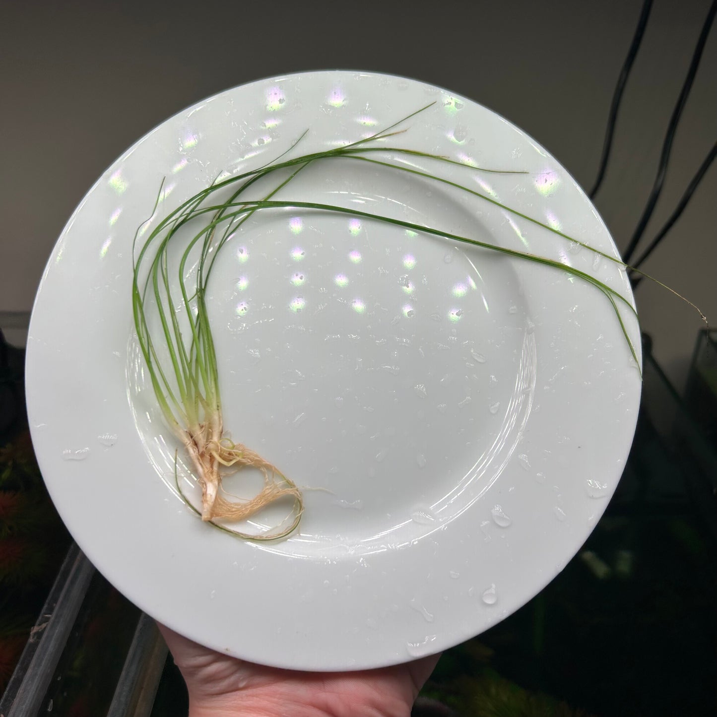 Eriocaulon Japan Needle Leaf  - Uncommon ★