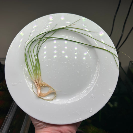 Eriocaulon Japan Needle Leaf  - Uncommon ★