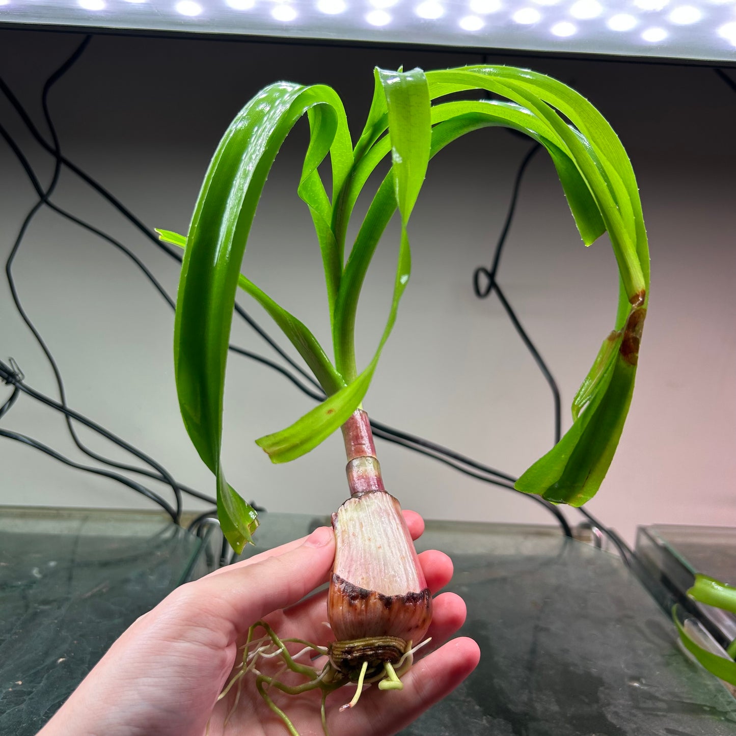 Crinum Thaianum - Aquarium plant RARE