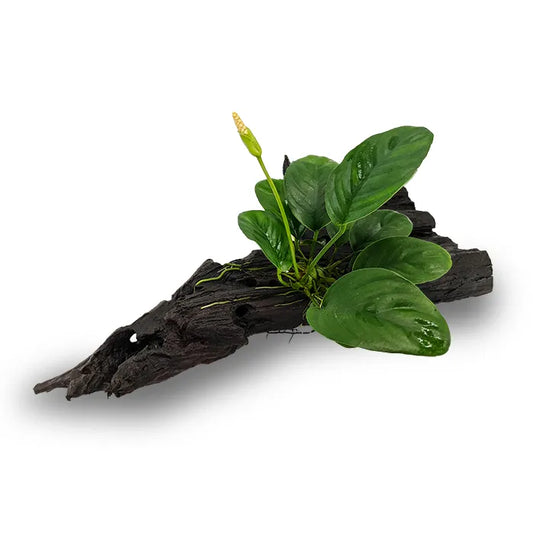 Anubias Jenny - Medium Driftwood