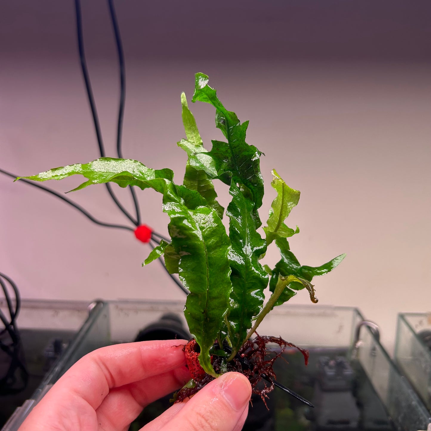 Java Fern Tropica - Rare ★