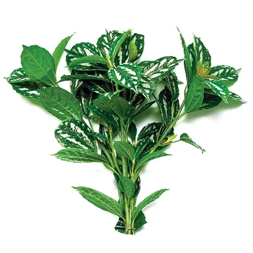 Aluminium Pilea cadieri (Terrarium Only Plant)