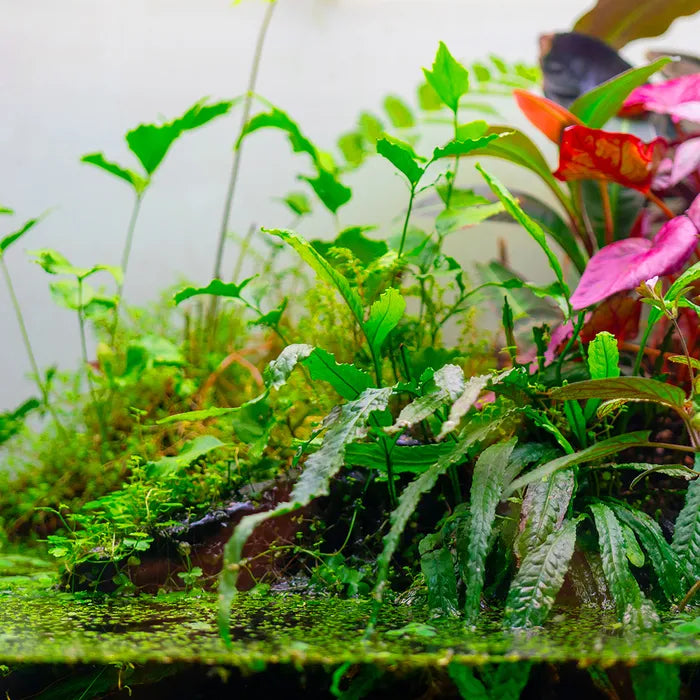 Aquarium Plant Toppers - Above Aquarium or Terrarium
