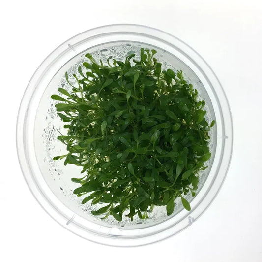 Glossostigma Elatinoides - Tissue Culture