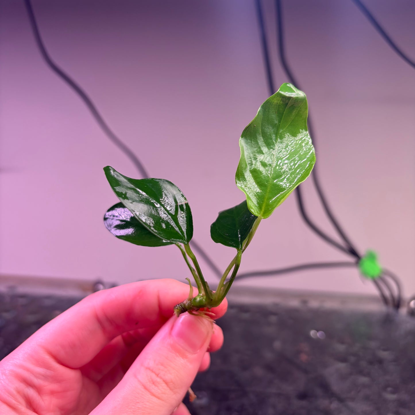 10x Small Anubias Pack Of 10
