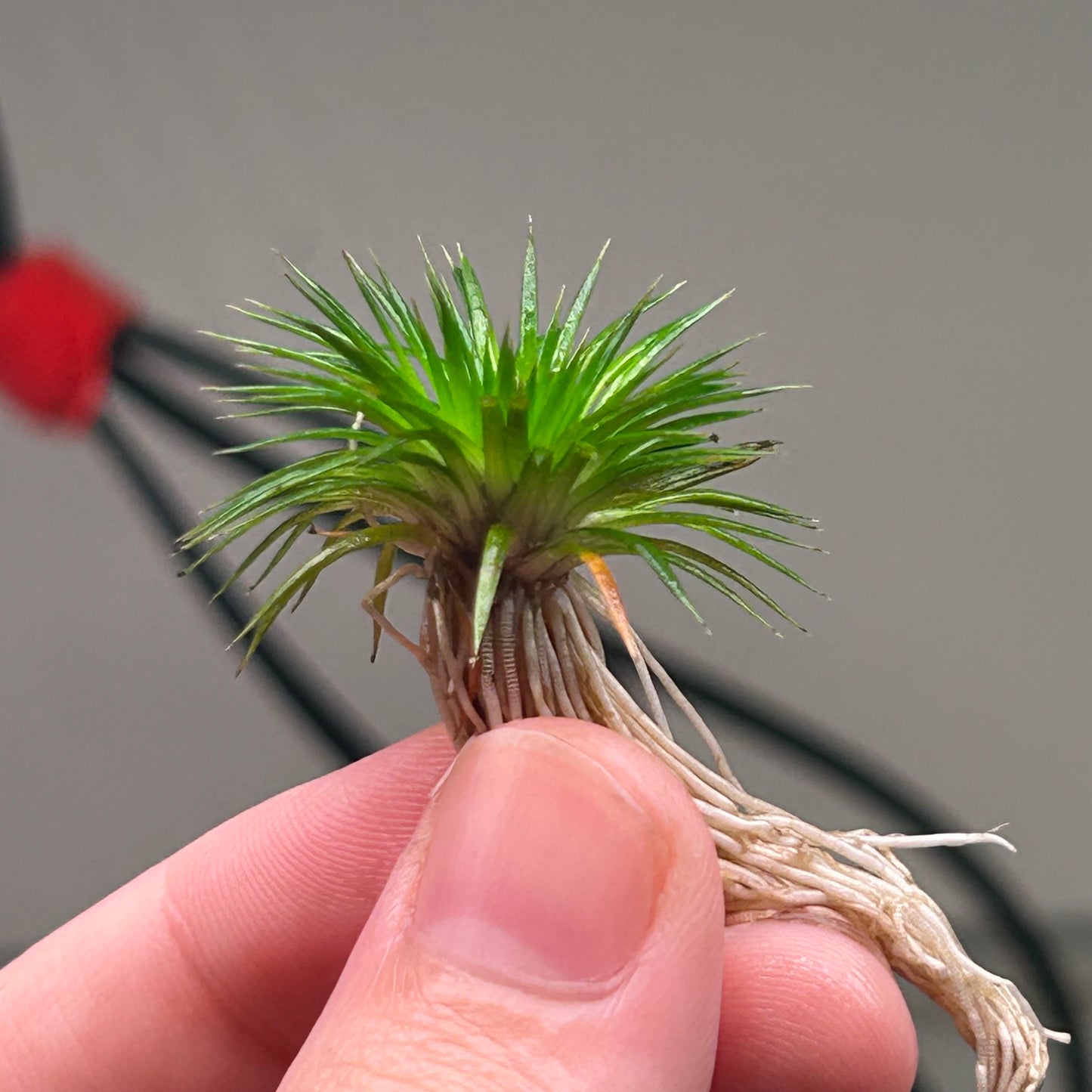 Eriocaulon ratnigiricum ★
