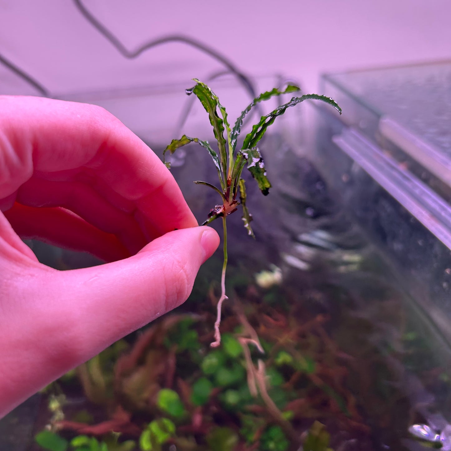 Fenestratum Mulyadii RARE ★