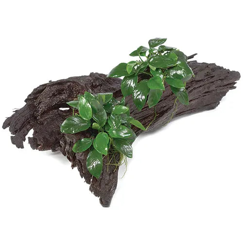 Double Anubias Nana - Large Driftwood