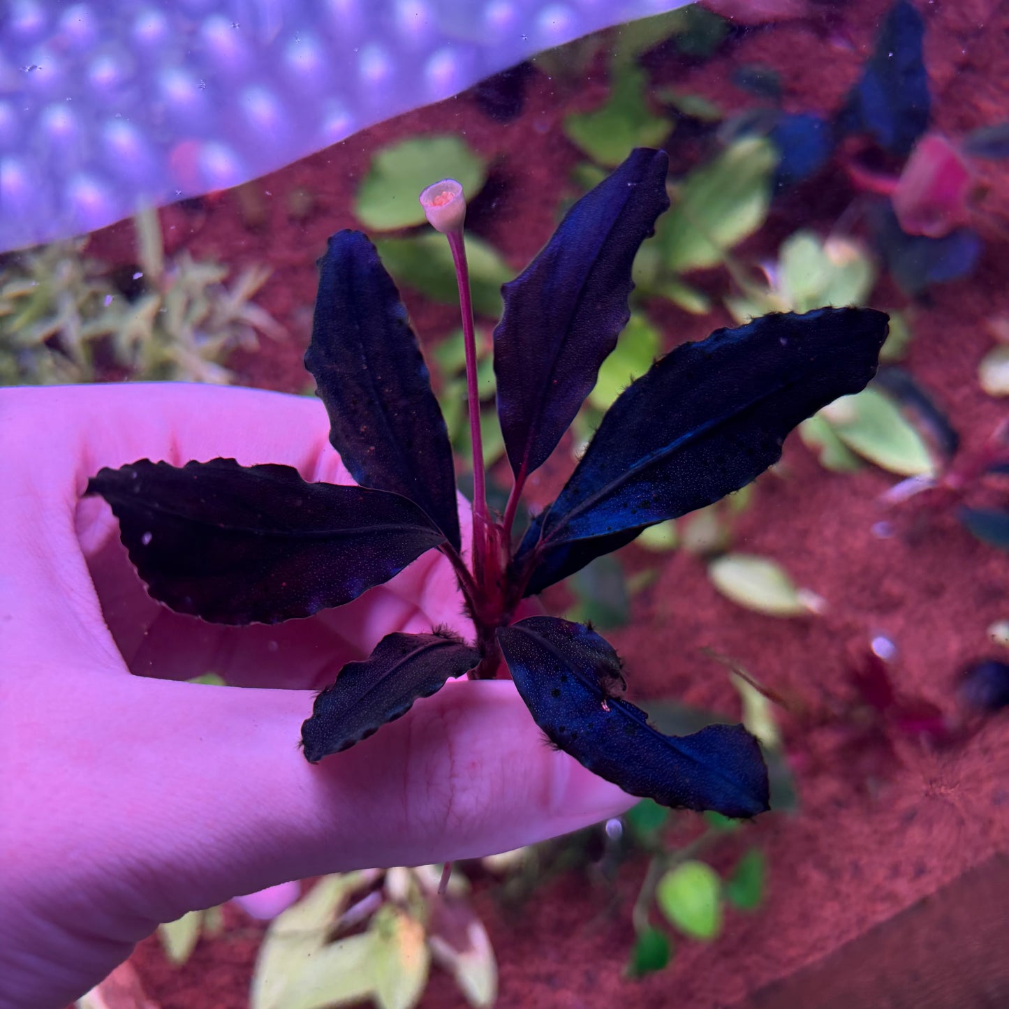 Assorted Bucephalandra ★