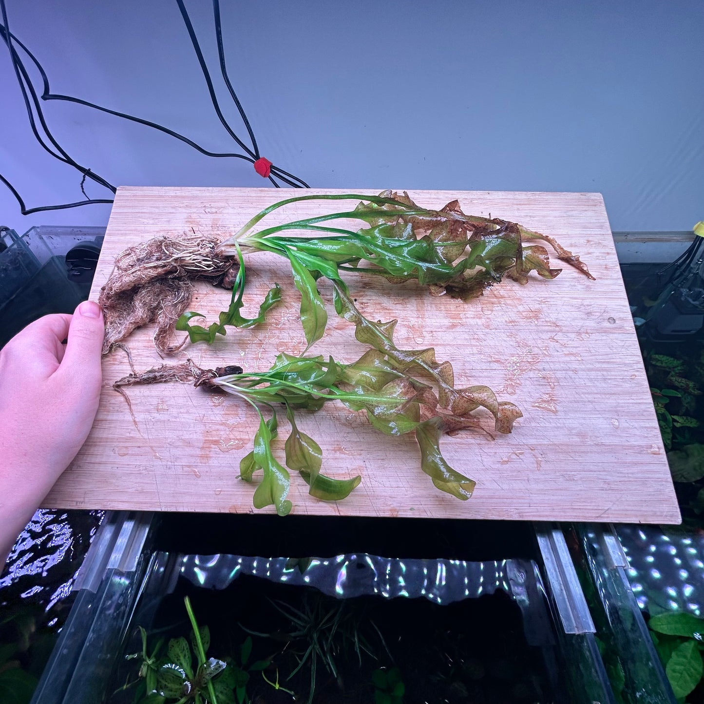 Aponogeton Ulvaceus Special Bundle