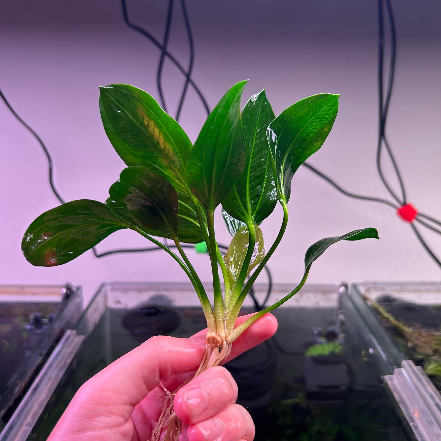 Echinodorus Opacus Verde ★