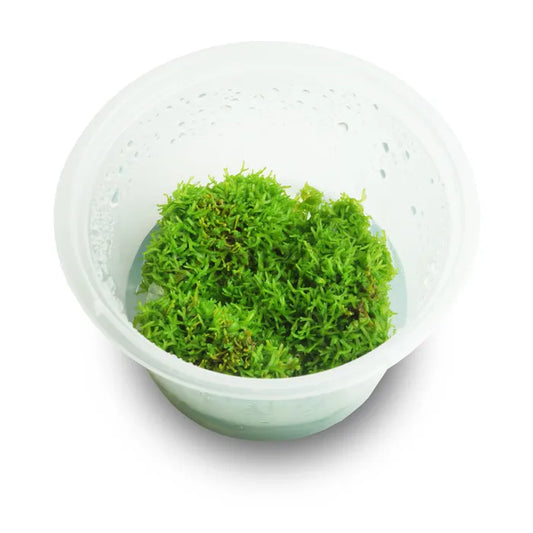 Riccia fluitans - Tissue Culture