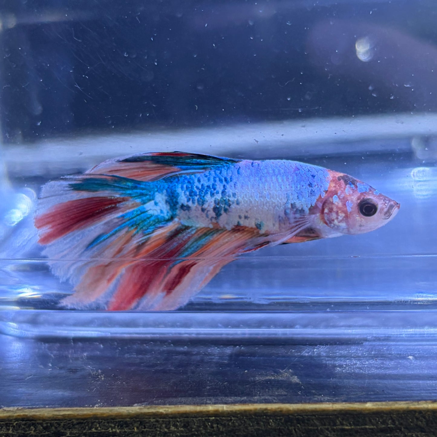 Halfmoon Multicolour/Koi Male Betta 3.5cm (B)