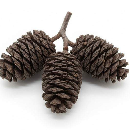 Australian Alder Cones 3-4cm