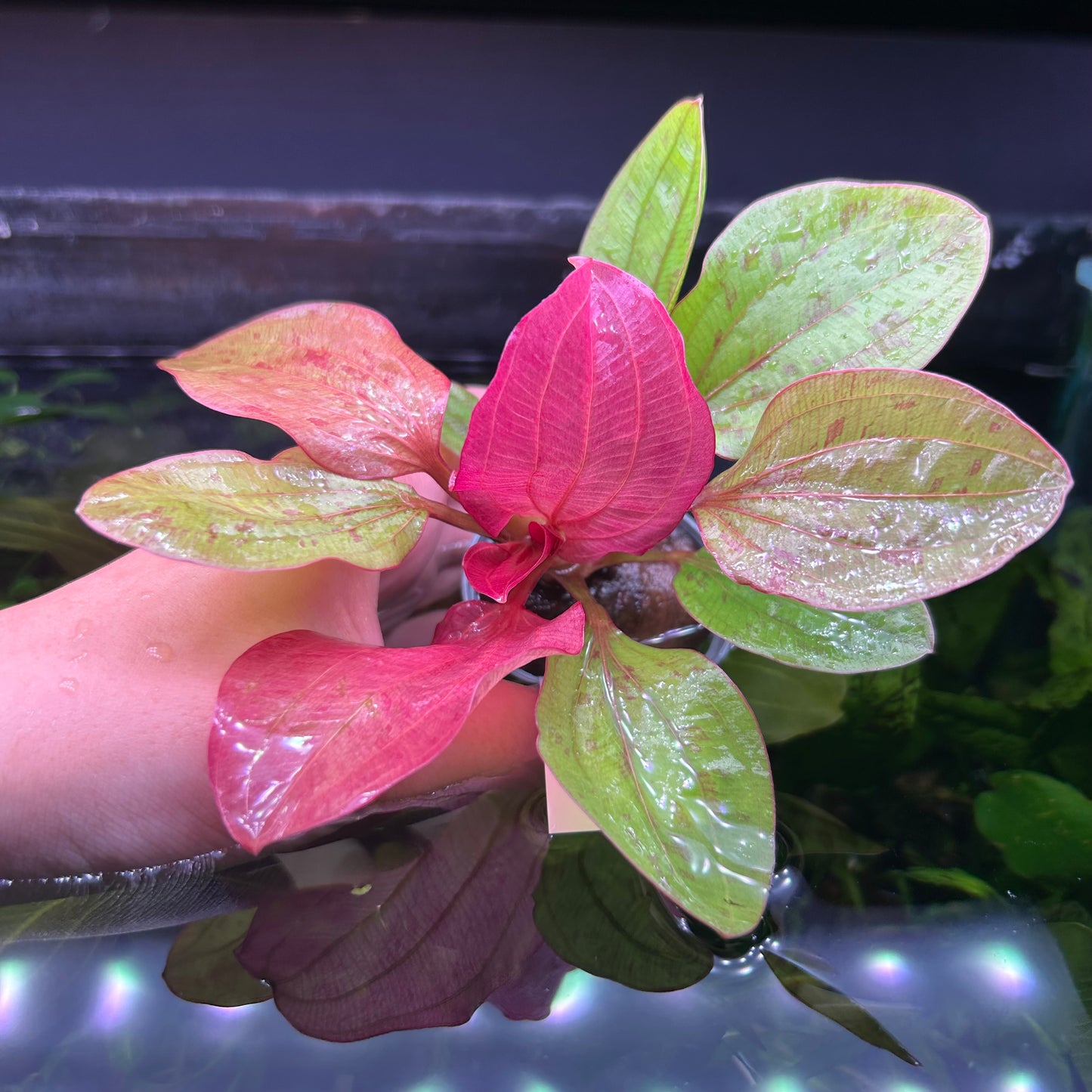 Echinodorus Radican Big Bear★