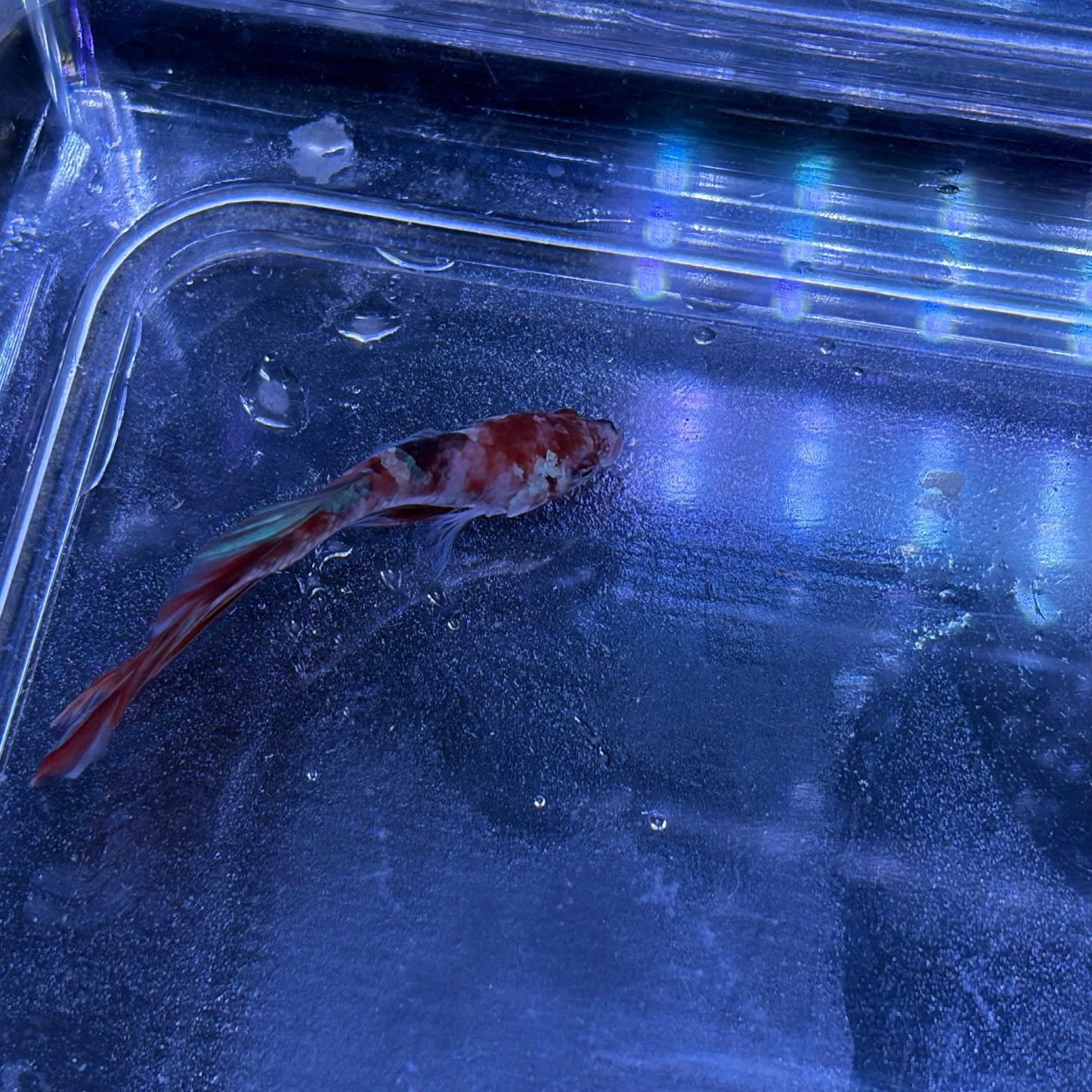 Halfmoon Multicolour/Koi Male Betta 3.5cm (M)