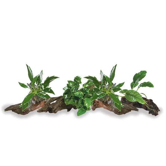 Mini Driftwood Anubias - Assorted 4 Pack