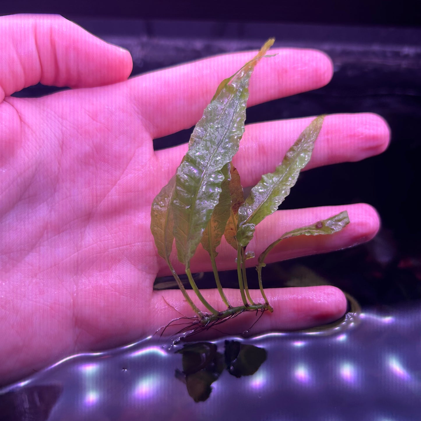 Bolbitus Dragon Tail Fern - 3-4+ Leaf Aquarium Fish Tank Aquatic Plant RARE