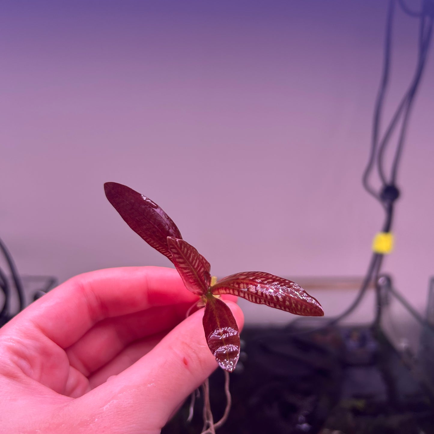 Echinodorus Red Rubin - RARE