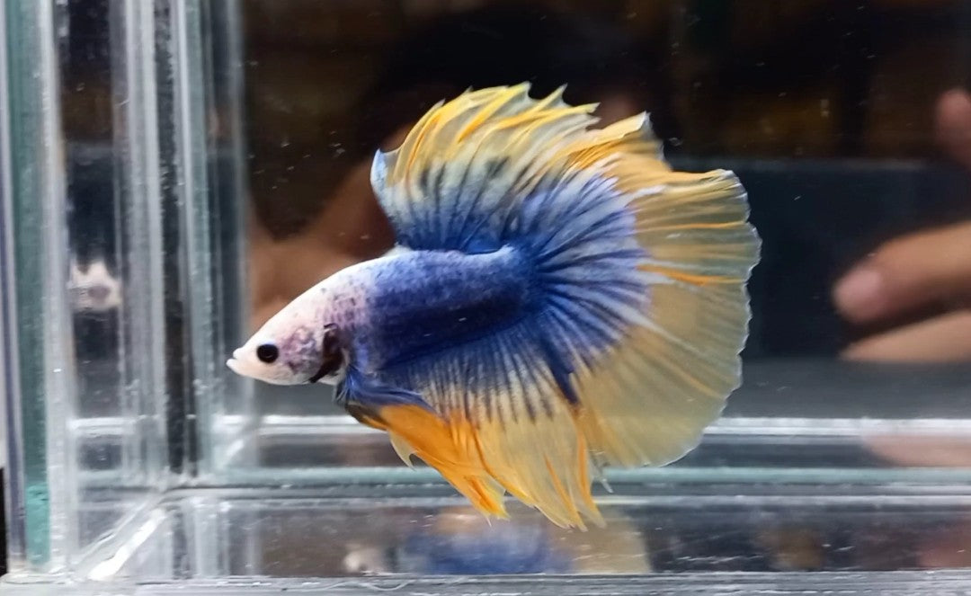 Blue Yellow Mascot Halfmoon Male Betta 4cm