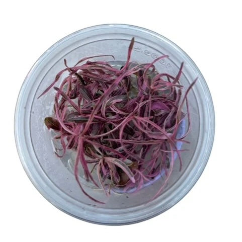 Hygrophila Sp Chai - Tissue Culture