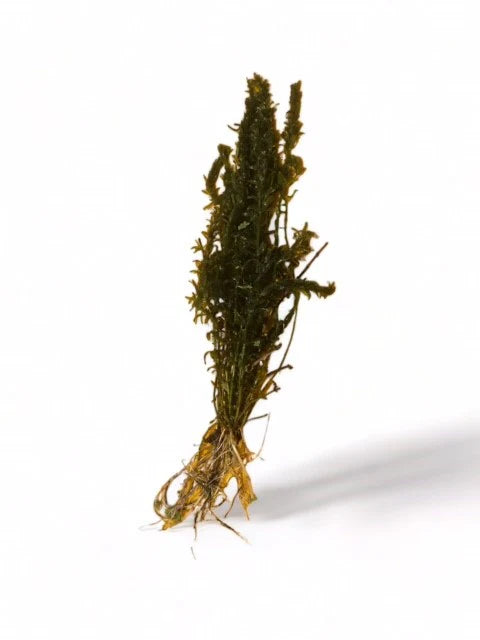 Hydrilla verticillata