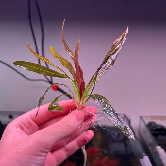 Echinodorus Red Rubin ★
