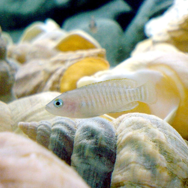 Neolamprologus Multifasciatus 3cm