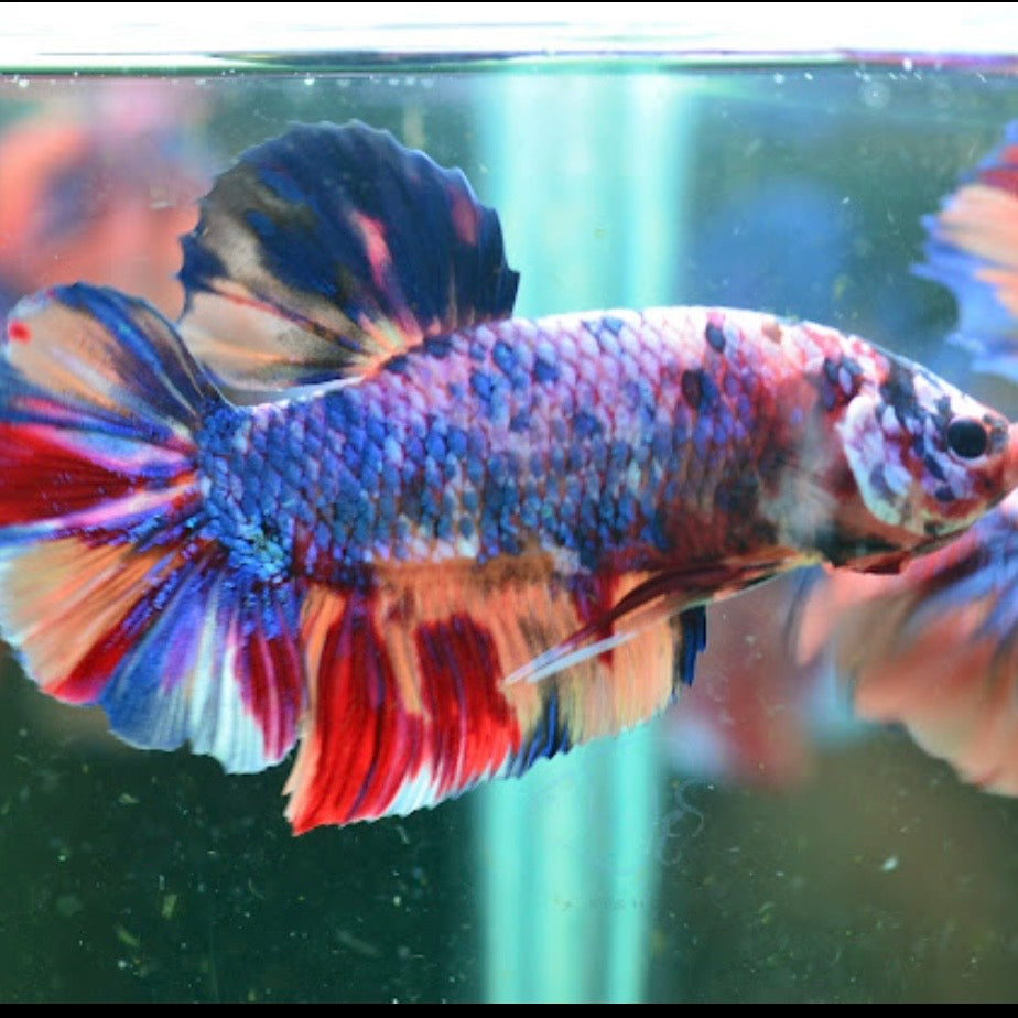 Giant Multicolour HMPK Male 6-7cm