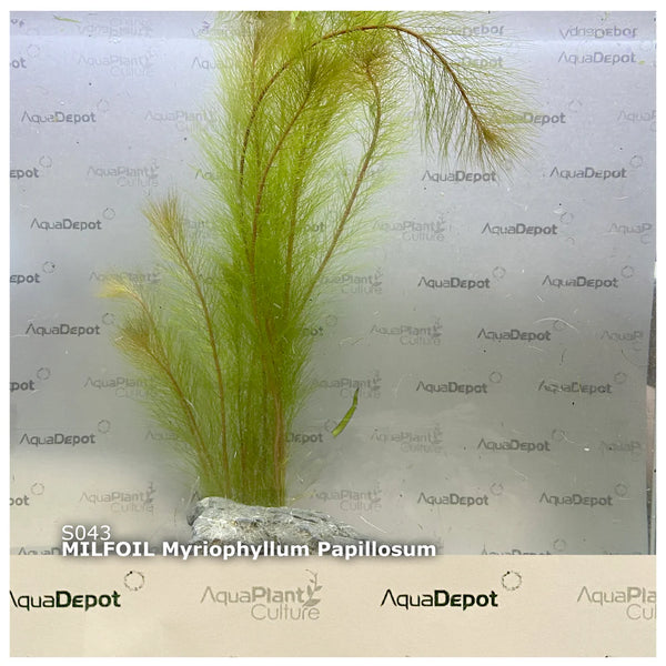 Myriophyllum papillosum ‘Red Milfoil’