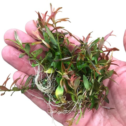 Ludwigia Brevipes
