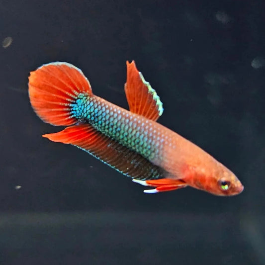 Betta Jade Wild Pair 2.5cm