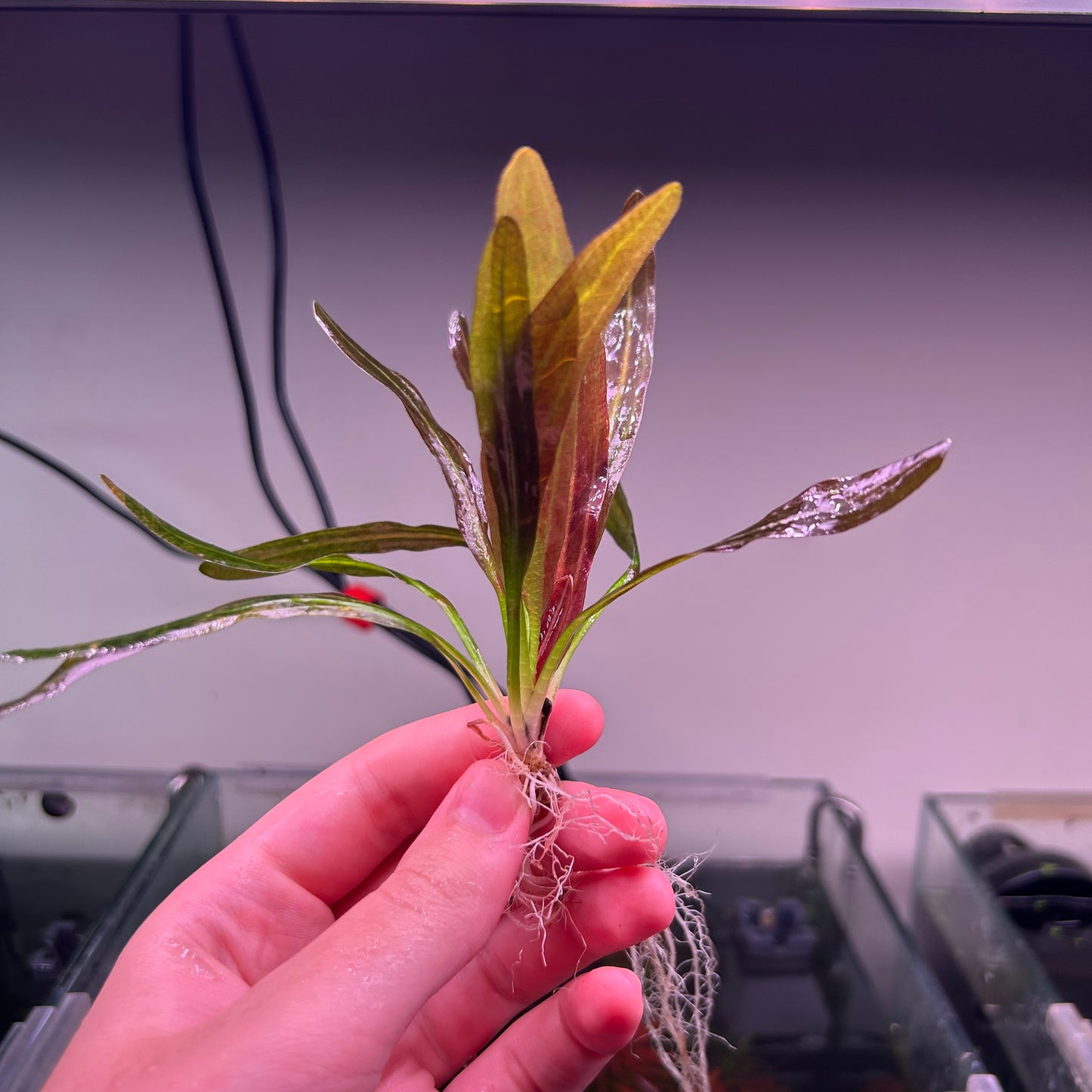 Echinodorus Red Rubin ★