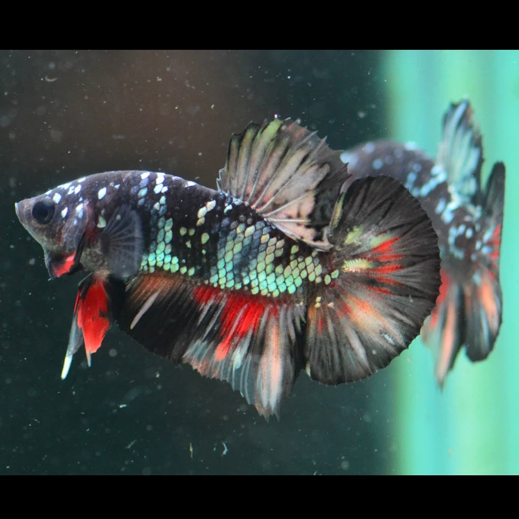 Copper Gold Avatar Halfmoon Plakat Male Betta 4cm